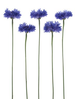 Cornflower clipart