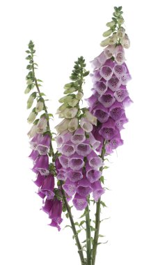 Foxglove clipart