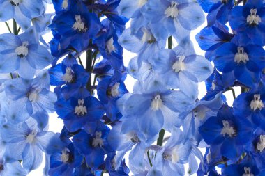 Delphinium background clipart