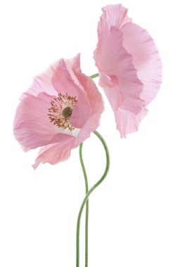 Poppy flower clipart