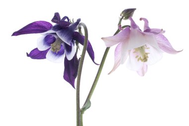 Columbine