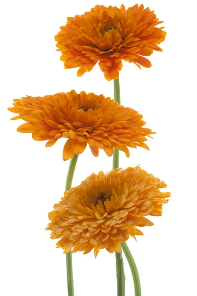 stock image Calendula