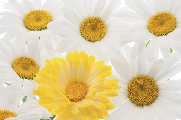 stock image Daisy flower