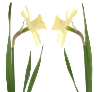 Daffodil clipart