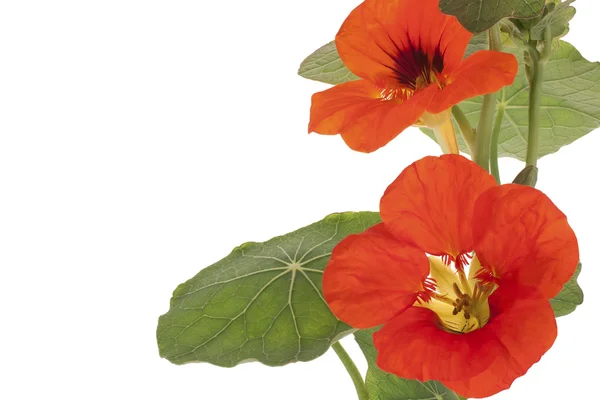 stock image Nasturtium