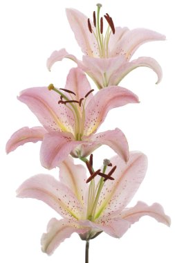 Lily flowers clipart