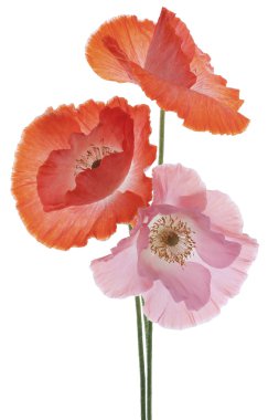 Poppy flowers clipart