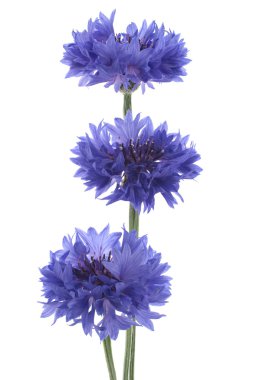 Cornflower clipart