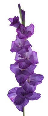 Gladiolus clipart