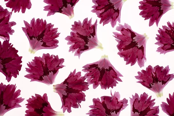 Carnation bloemblaadjes — Stockfoto