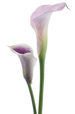 Calla flowers clipart