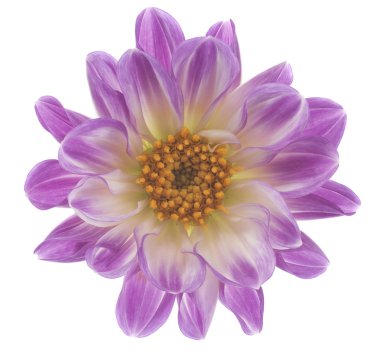 Dahlia clipart