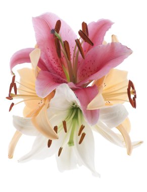 Lily flowers clipart