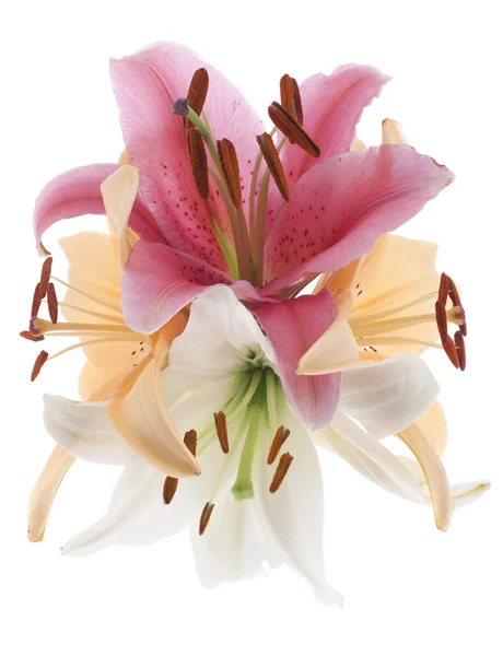 stock image Lily flowers