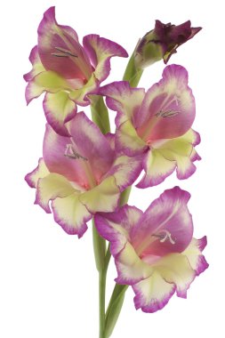 Gladiolus clipart