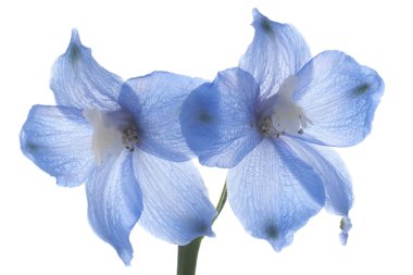 Delphinium clipart