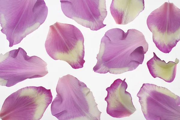 Gladiolus petals — Stock Photo, Image