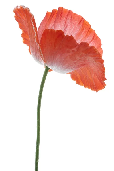 stock image Poppy flower