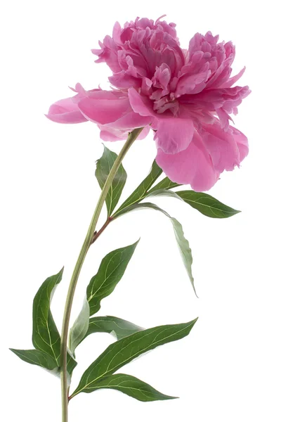 Peony flower — Stock Photo, Image
