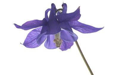 Columbine