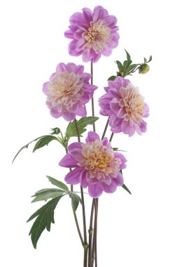 Dahlia clipart