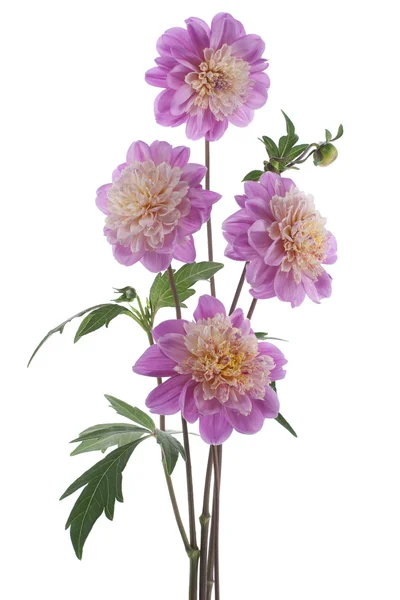 stock image Dahlia