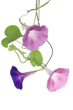 Morning glory clipart