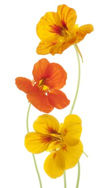 Nasturtium clipart