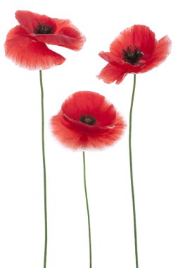 Poppy flowers clipart