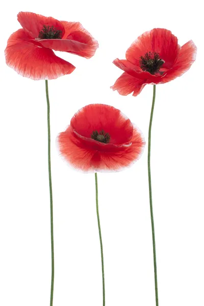 Poppy flowers Royalty Free Stock Images