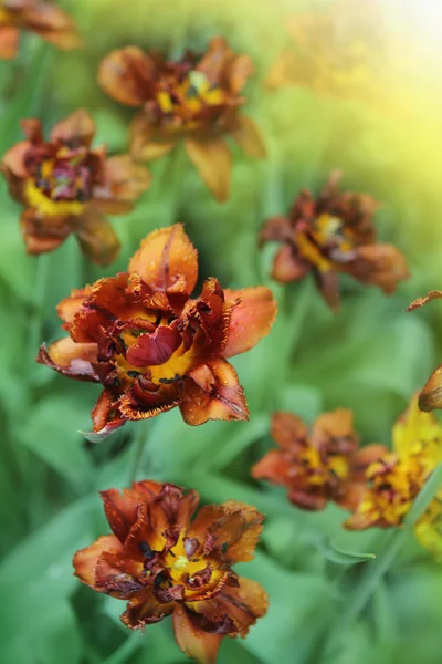 Schöne rote Tulpen — Stockfoto