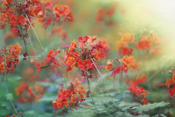 Beautiful red flowers — Stock Photo, Image