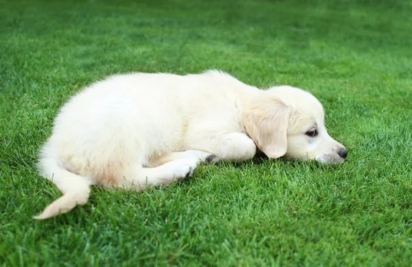 Golden retiever puppy — Stock Photo, Image