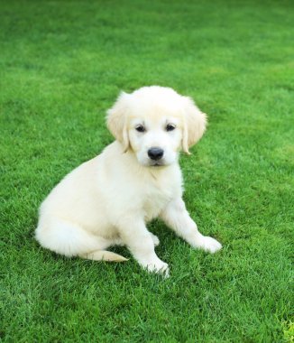 Golden retiever labrador puppy outdoors clipart