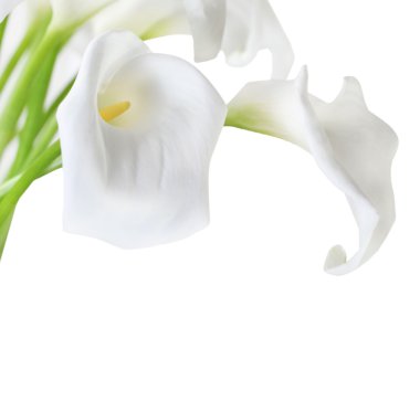 White Cala Lilies clipart