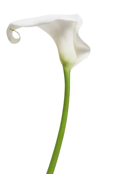 Un bianco Cala Lily — Foto Stock