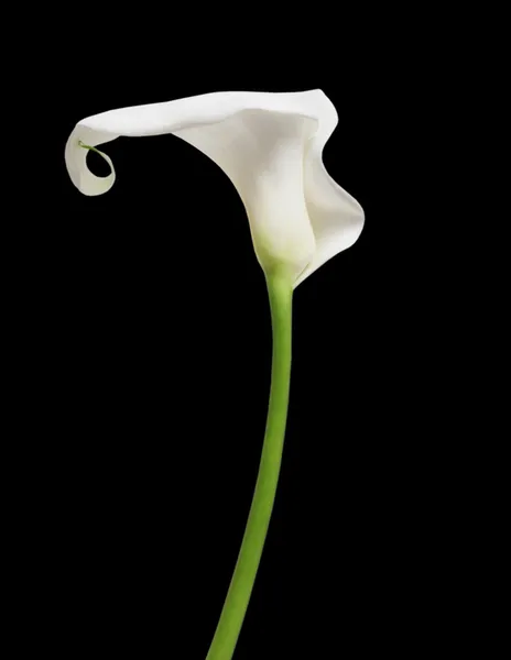 Cala lily — Stock fotografie
