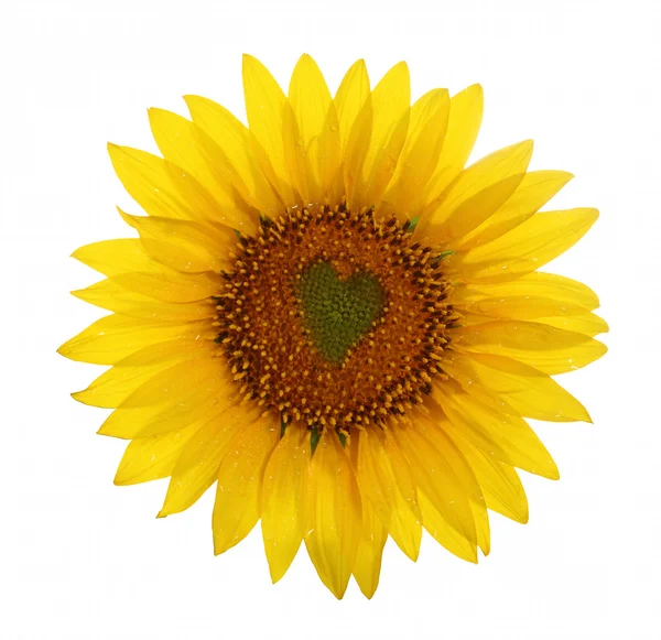 Sunflower with heart in center — Stock Photo, Image