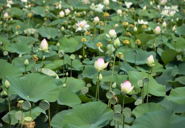 Lotus flowers blossom clipart