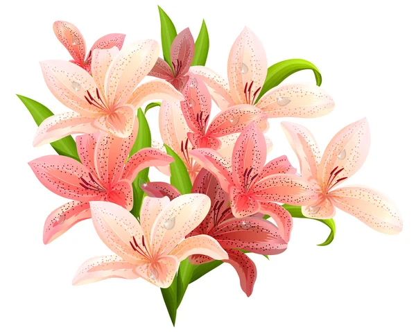 Bunch of pink lilies — Stock Vector
