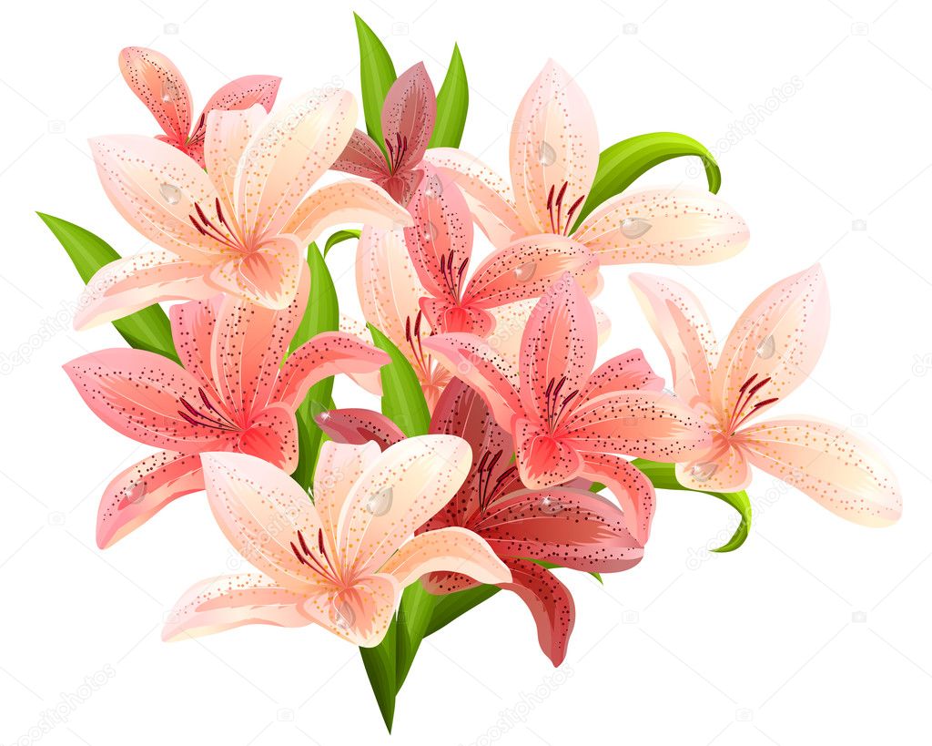 Bunch of pink lilies — Stock Vector © nurrka #5589756