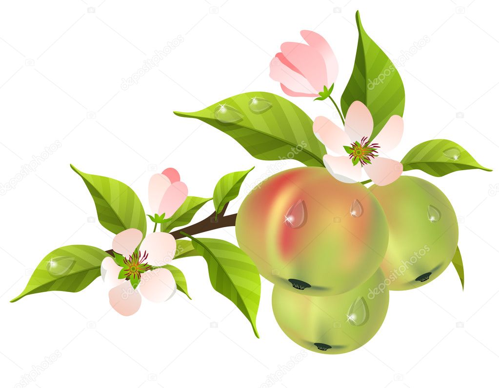 Apple tree branch in bloom