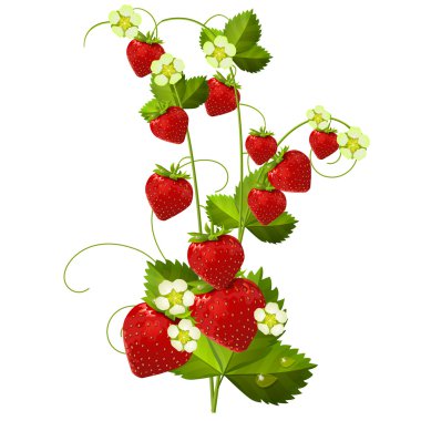 Strawberry isolated on white background clipart