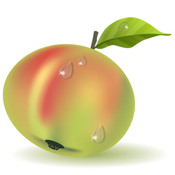 Olgun elma — Stok Vektör