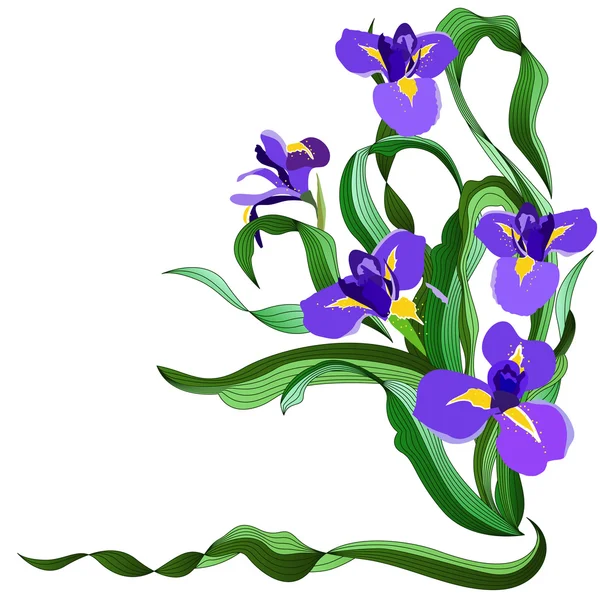 Blue irises — Wektor stockowy