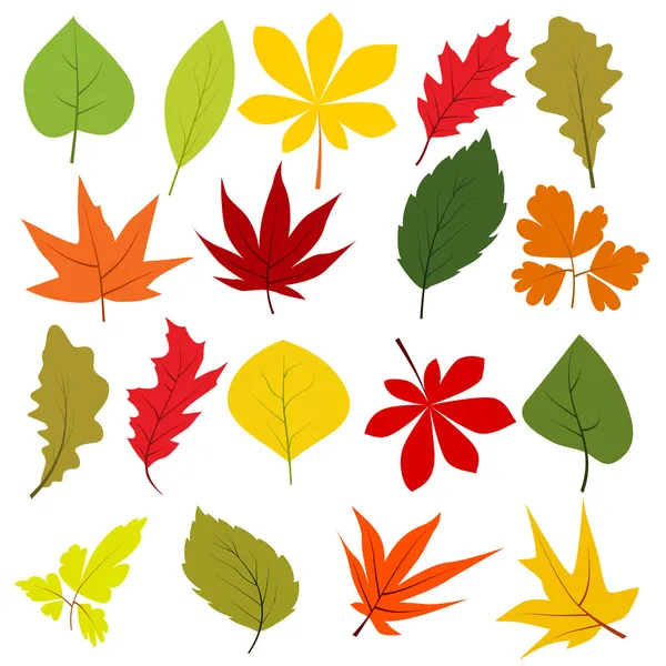 Colección de diferentes hojas de otoño — Vector de stock