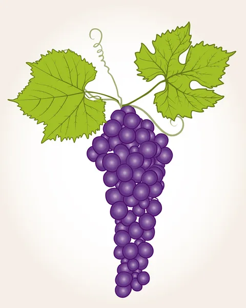 Виноград на фоне — стоковый вектор