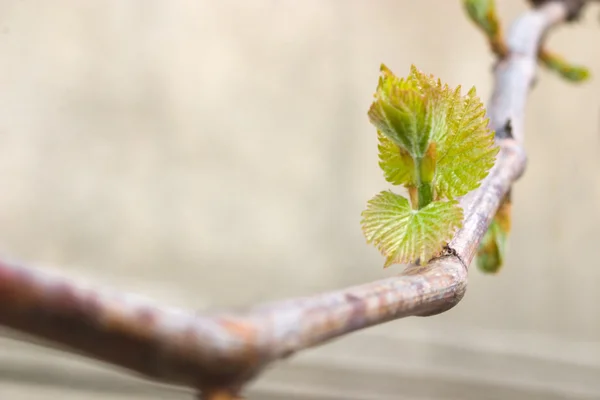 Vine's new leaves — Stock Photo, Image