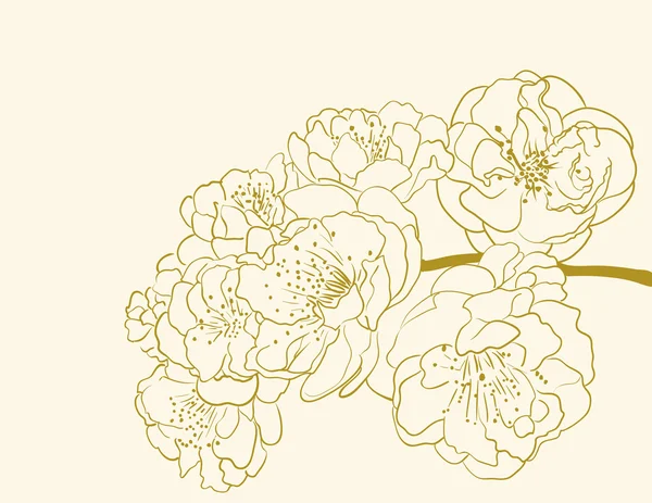 Сакура квіти — стоковий вектор