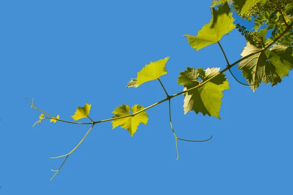포도 나무의 포도 잎 — 스톡 사진